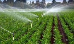 متوسط سن بهره برداران کشاورزی ۵۸ سال است