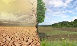 هشدار منابع طبیعی خراسان رضوی درباره تشدید تنش‌های اقلیمی؛ افزایش ۱.۵ درجه‌ای دما و فشار بر جنگل‌ها
