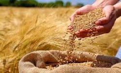 خرید بیش از ۲۴ هزار تن گندم در ۱۰ روز نخست برداشت