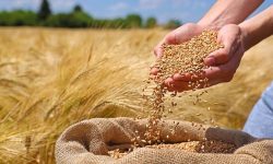 پرداخت به موقع مطالبات کشاورزان از اولویت های طرح خرید تضمینی است