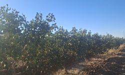 پسته جنگل در مسیر برندسازی و صادرات؛ تولید ۳۰ هزار میلیارد تومان محصول در رشتخوار