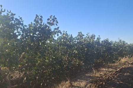 پسته جنگل در مسیر برندسازی و صادرات؛ تولید ۳۰ هزار میلیارد تومان محصول در رشتخوار