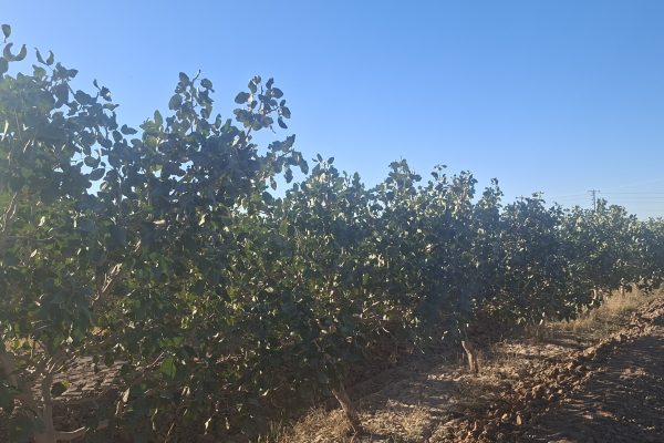 پسته جنگل در مسیر برندسازی و صادرات؛ تولید ۳۰ هزار میلیارد تومان محصول در رشتخوار